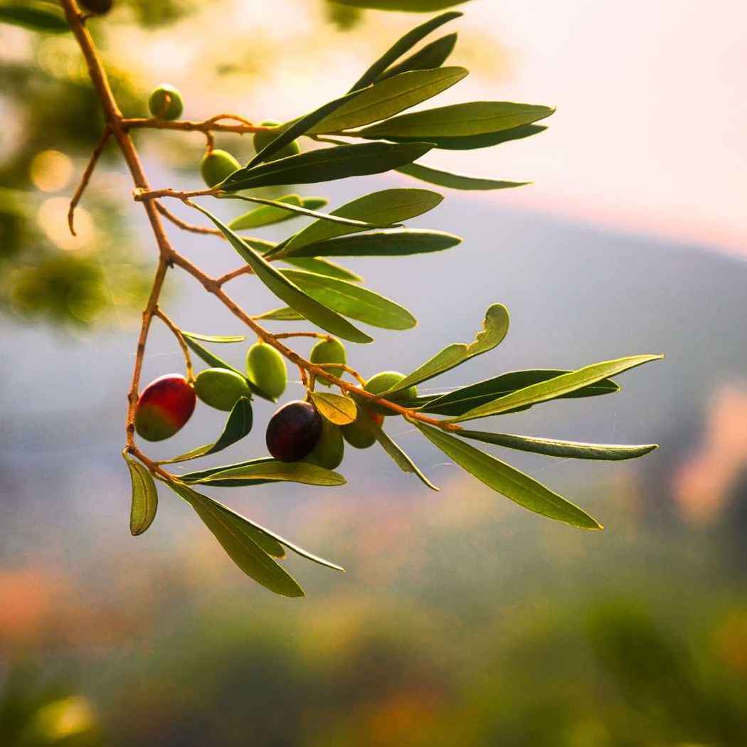 Plants of the Quran Significance of ‘Olives’ In Islam IslamicFinder